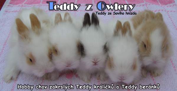 Hobby chov zakrslých Teddy králíčků a Teddy beránků